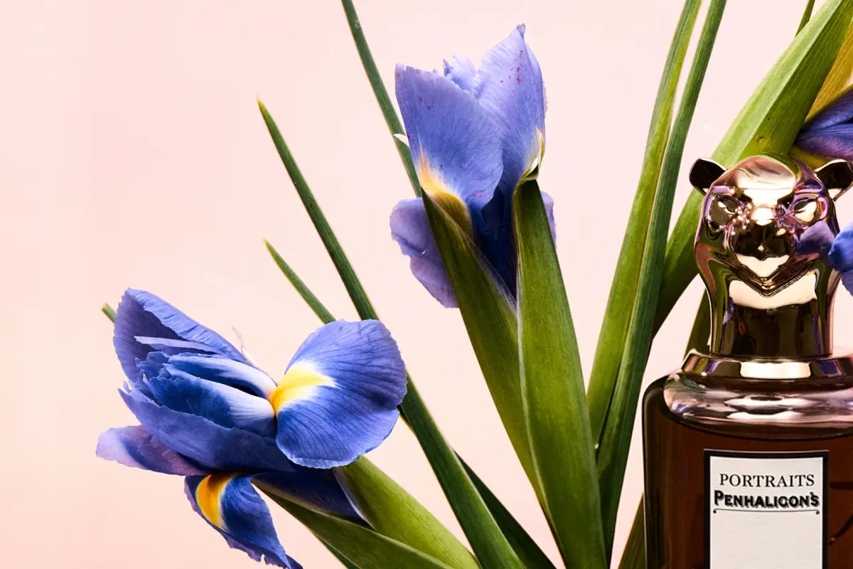 Iris albaștri și o sticlă de parfum pe fundal roz pal
