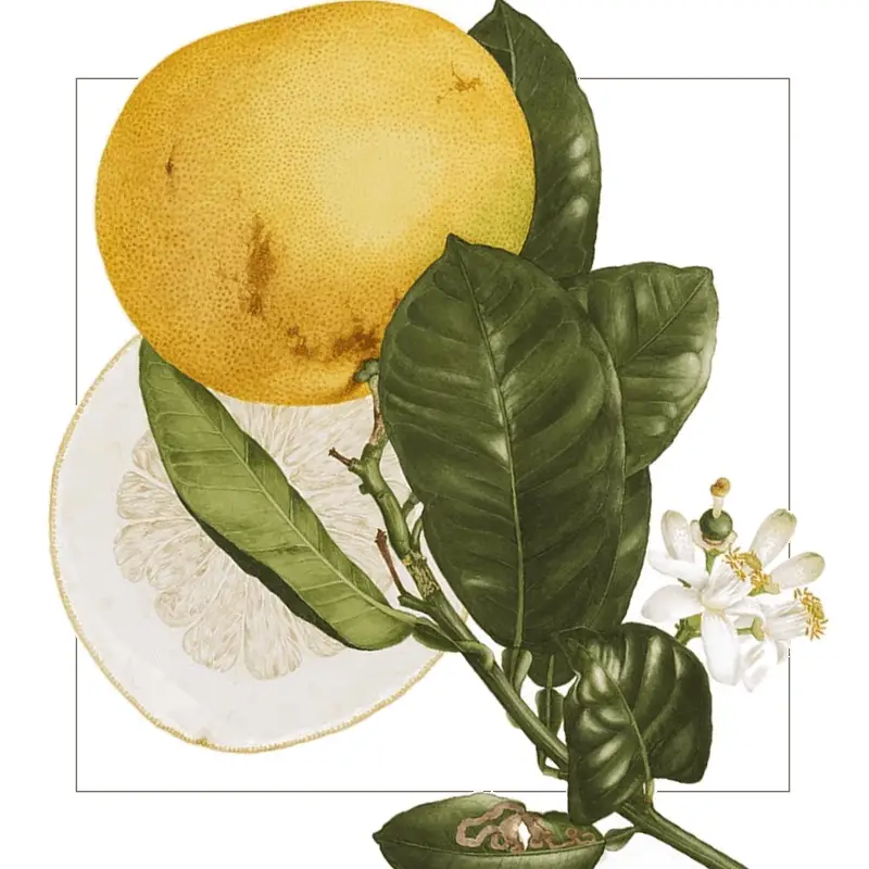 Pomelo